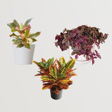 Indoor plant set for dark rooms